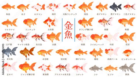 金魚金色|金魚の種類（品種）一覧を紹介します